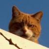 gatuno